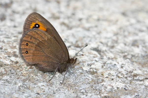 Closeup Shot Mountain Butterfly Grey Surface Pyrenees Spain — Stock Photo, Image