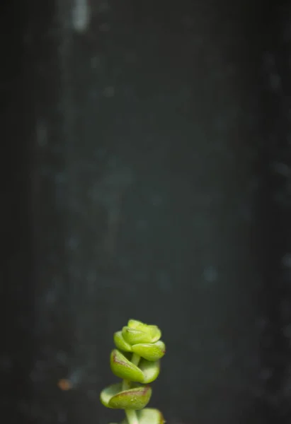 Вертикальний Вибірковий Фокус Дробу Красула Марніеріана — стокове фото