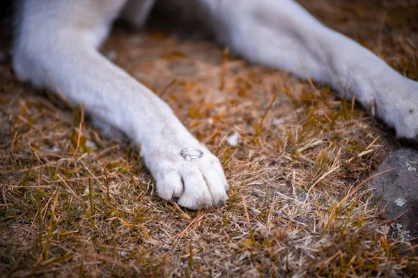 Крупный План Лапы Белой Собаки Кольцом Ней — стоковое фото