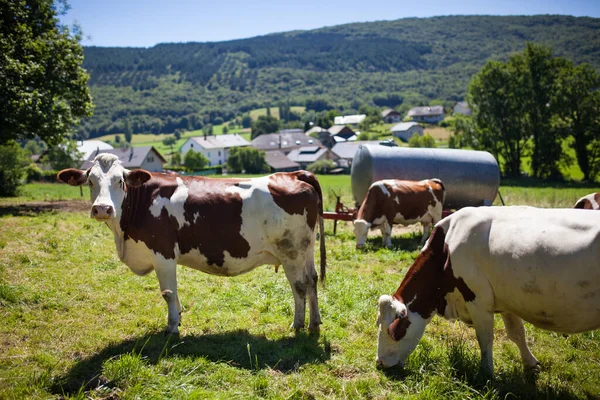 Стадо Коров Производящих Молоко Сыра Gruyere Франции Весной — стоковое фото