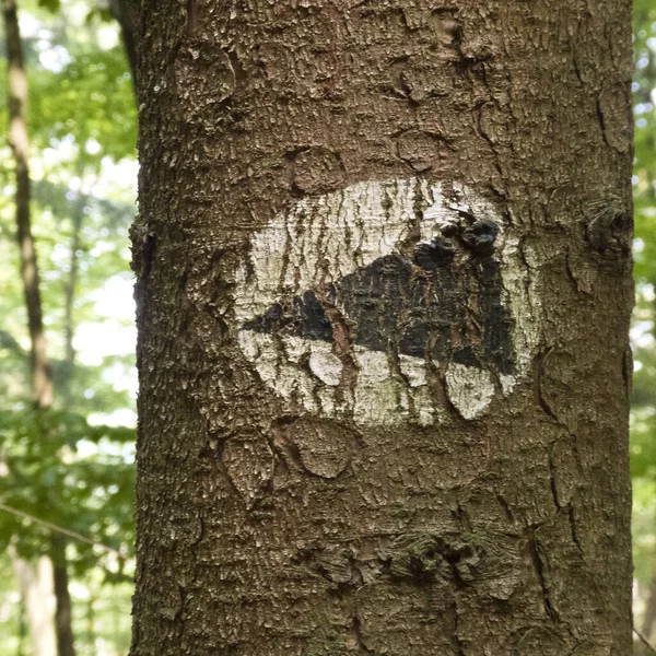 Крупный План Указателя Направления Стволе Дерева Лесу — стоковое фото