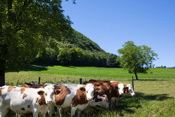 Herd Cows Producing Milk Gruyere Cheese France Spring — Stock Photo, Image