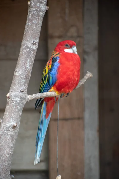 Tiro Vertical Papagaio Arara Vermelho Com Penas Cauda Coloridas Sentadas — Fotografia de Stock