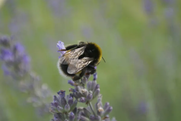 Plan Sélectif Une Abeille Mellifère Assise Sur Fleur Violette Lavande — Photo