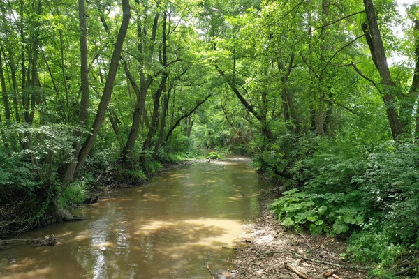 Ein Schöner Blick Auf Einen Fluss Umgeben Von Bäumen Und — Stockfoto