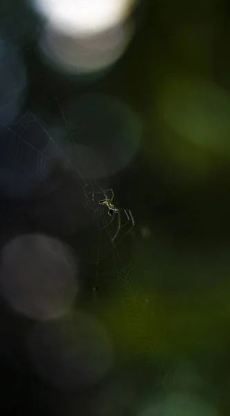 Makro Záběr Pavouka Čekajícího Svou Kořist Své Síti Zahradě — Stock fotografie