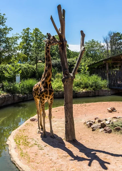 Plan Vertical Une Énorme Girafe Debout Dans Zoo Jour — Photo