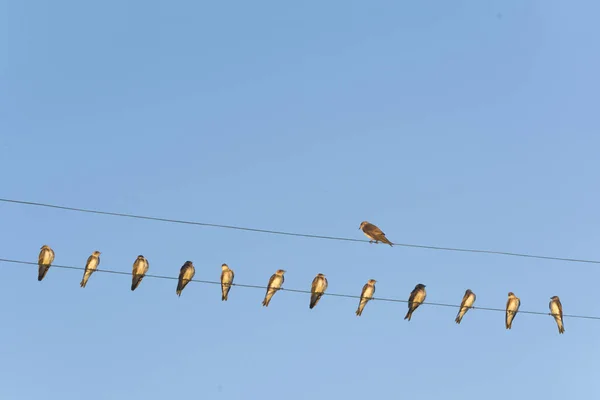 Een Lage Hoek Van Een Groep Vogels Een Touw Met — Stockfoto