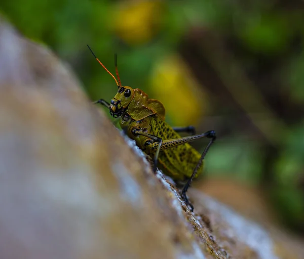 Closeup Selective Focus Shot Grasshopper — Stock Photo, Image