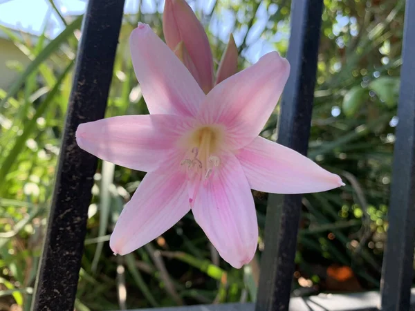 Tiro Seletivo Foco Lírio Rosa Bonito Que Floresce Jardim — Fotografia de Stock