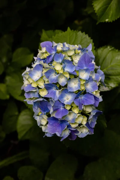 Вертикальный Снимок Голубого Цветка Гортензии — стоковое фото