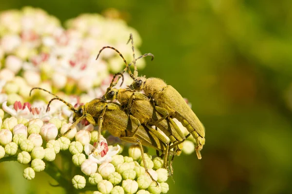 Een Close Van Drie Kevers Witte Bloem Met Groene Achtergrond — Stockfoto