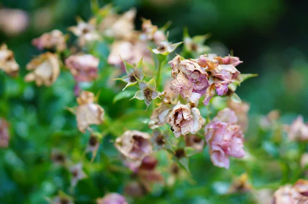 Enfoque Selectivo Rosa Rosa Seca Jardín — Foto de Stock