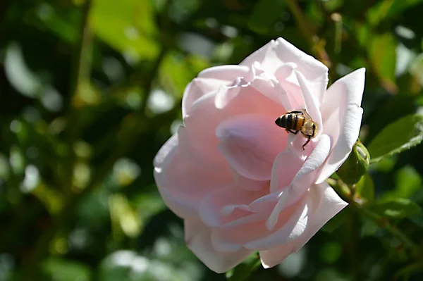 Pembe Bir Gül Üzerinde Yeşil Yapraklı Bir Arı Resmi — Stok fotoğraf