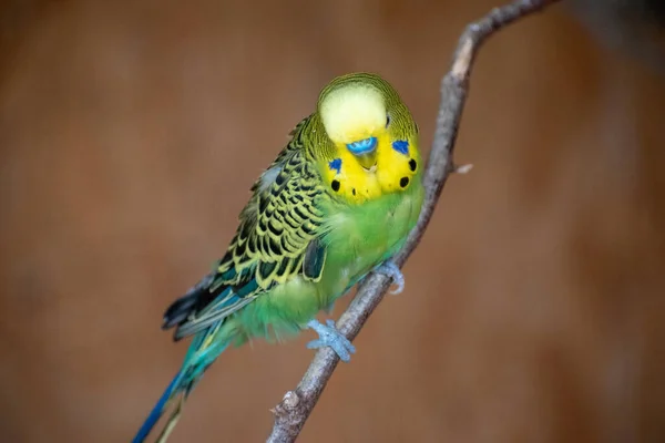 Egy Közelkép Egy Zöld Budgie Papagájról Sárga Fekete Csíkokkal Hátán — Stock Fotó