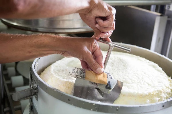 Een Persoon Die Werkt Gruyere Kaas Fabricage Frankrijk — Stockfoto