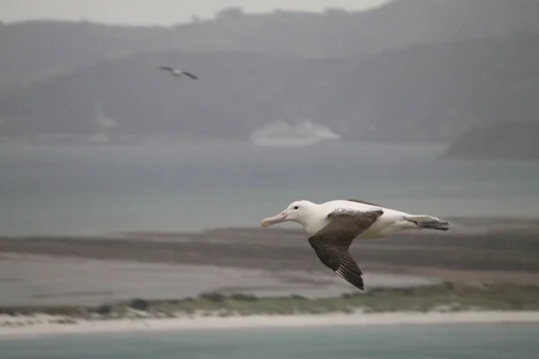 Real Albatros Volando Cielo Gris Nueva Zelanda — Foto de Stock