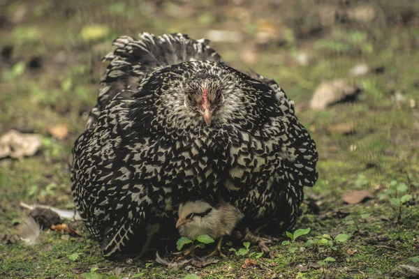 Una Grande Madre Wyandotte Pollo Seduto Sui Suoi Pulcini — Foto Stock