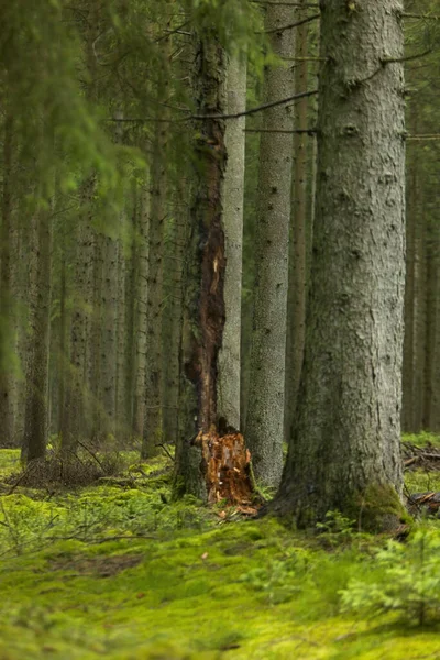 Низкоугольный Снимок Серых Стволов Деревьев Лесу — стоковое фото