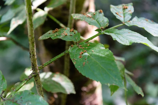 葡萄牙科英布拉Quinta Das Lagrimas花园绿叶的选择性焦点拍摄 — 图库照片