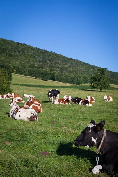 春にフランスでグリュイエールチーズ用の牛乳を生産する牛の群れ — ストック写真