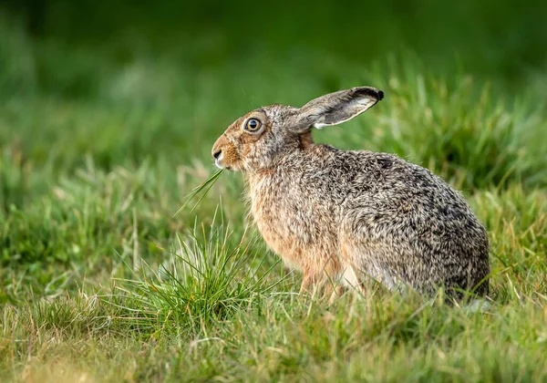 Ytlig Fokus Närbild Bild Hare Äter Gräs Ett Fält — Stockfoto