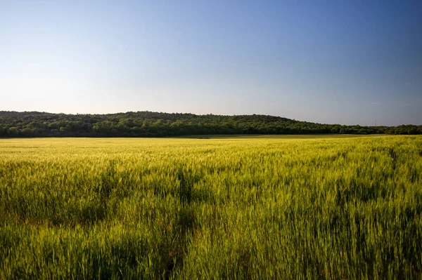 Eine Schöne Und Große Grüne Wiese Unter Dem Klaren Blauen — Stockfoto