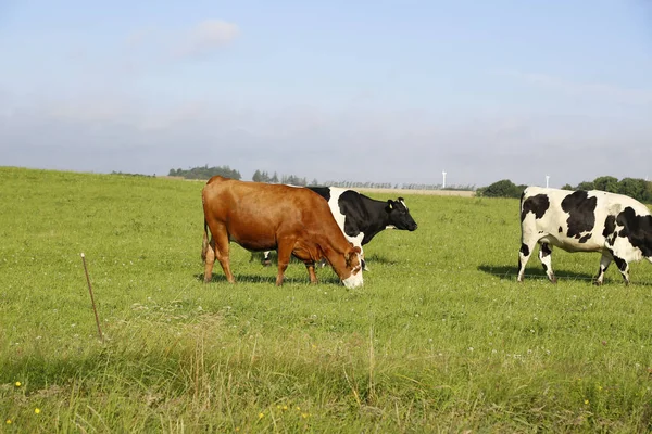 Primer Plano Vacas Pastando Campo Una Tarde Soleada —  Fotos de Stock