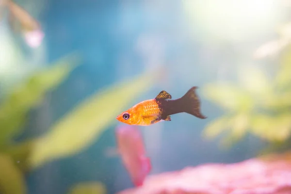 Zbliżenie Czerni Złota Molly Pływanie Akwarium Pod Światłami — Zdjęcie stockowe