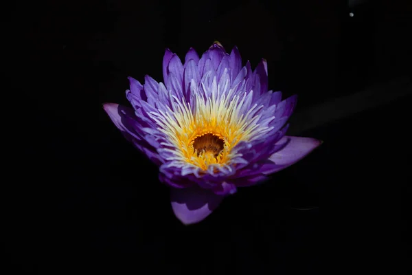 在花园里拍摄的一朵紫色莲花的浅浅的特写 — 图库照片