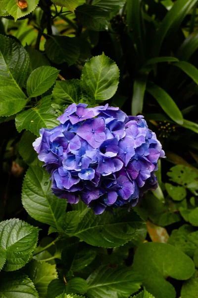 Mavi Ortanca Çiçeğinin Dikey Görüntüsü — Stok fotoğraf