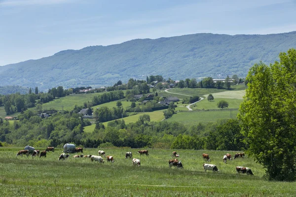 Een Kudde Koeien Die Het Voorjaar Melk Produceren Voor Gruyere — Stockfoto