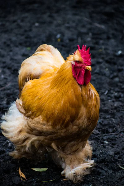 一只金黄色的公鸡立在土壤中的垂直镜头 — 图库照片