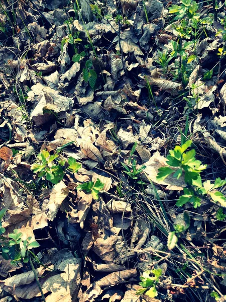Svislý Horní Pohled Detailní Záběr Spadlého Suchého Listí — Stock fotografie