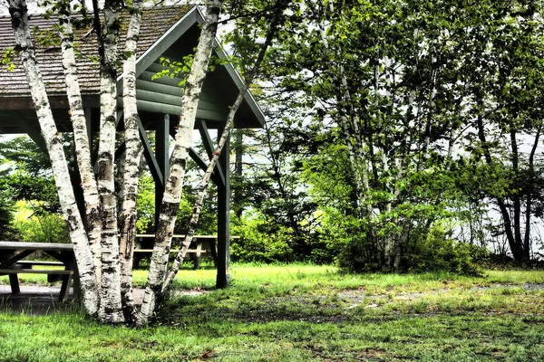 Ein Schuppen Umgeben Von Sträuchern Und Bäumen Mit Weißen Stämmen — Stockfoto