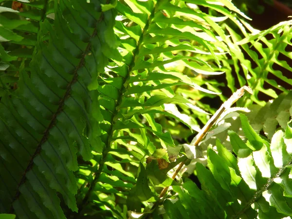 Gros Plan Nephrolepis Vert Frais Laisse Dehors Pendant Lumière Jour — Photo