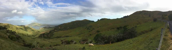 Dunedin Campo Com Muitas Ovelhas Variação Luz Fundo Podemos Ver — Fotografia de Stock