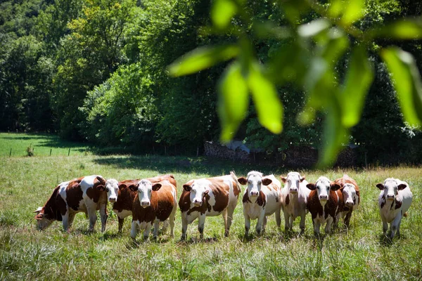 Tavasszal Egy Tehéncsorda Tejelt Gruyere Sajtnak Franciaországban — Stock Fotó