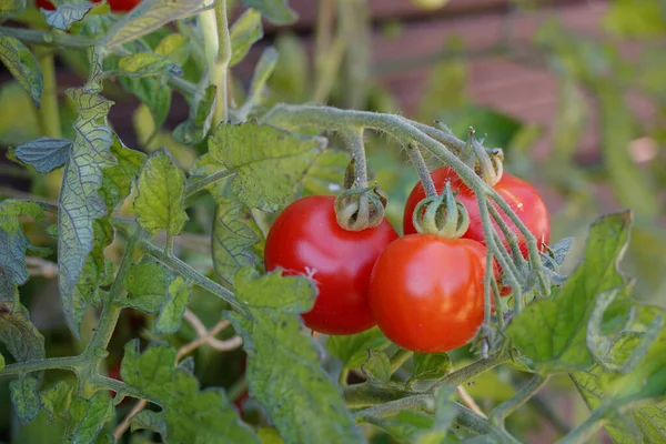 Gros Plan Tomates Cerises Rouges Vives Poussant Sur Plante — Photo