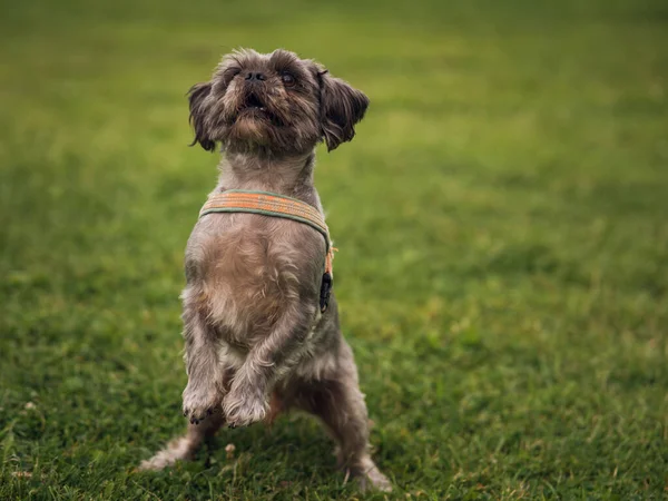 在绿草中站立乞讨犬的选择性镜头 — 图库照片