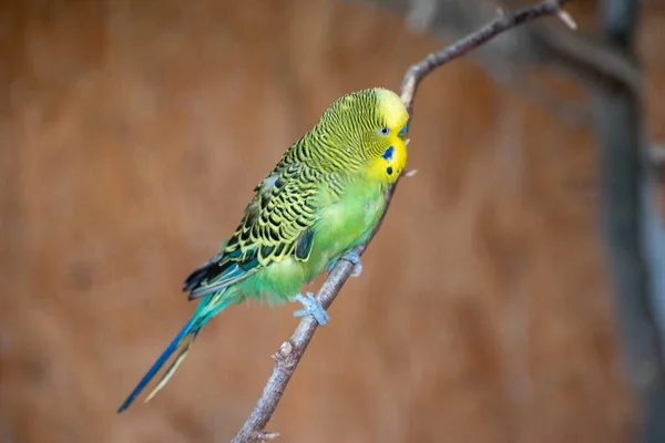 Szelektív Fókusz Lövés Egy Zöld Sárga Budgerigar Papagáj Ült Egy — Stock Fotó