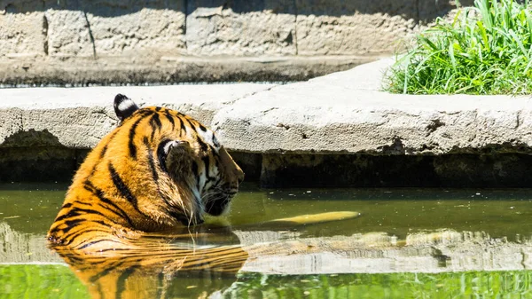 昼間動物園の水の中のトラのクローズアップ — ストック写真
