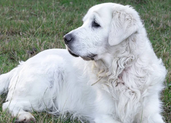 Nahaufnahme Eines Weißen Slowakischen Cuvac Hundes — Stockfoto