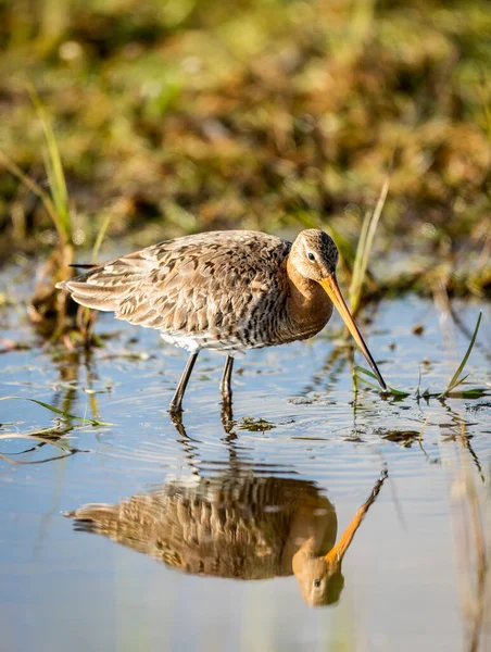 Een Verticaal Ondiep Focus Close Shot Van Een Kleine Godwit — Stockfoto