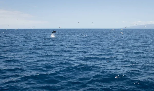 Hermoso Plano Paisaje Marino Con Delfín Saltando Pájaros Volando Sobre — Foto de Stock