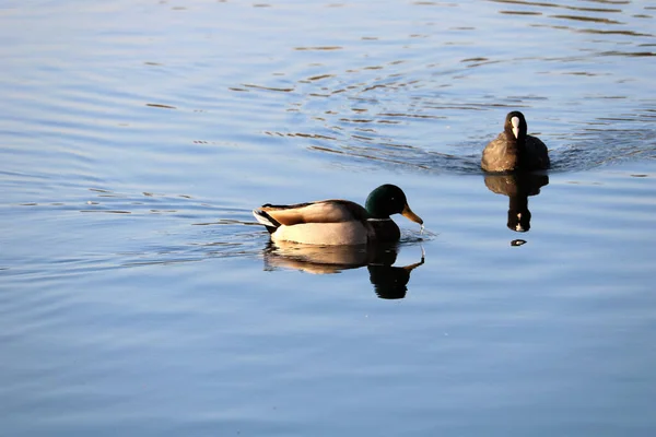 湖上野鸭的照片 — 图库照片