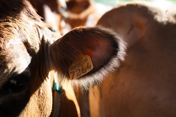 A factory for milking cows used to make Gruyere cheese in France