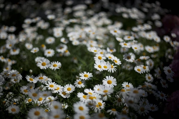 Μια Κοντινή Φωτογραφία Λευκά Λουλούδια Χαμομηλιού Έναν Κήπο — Φωτογραφία Αρχείου