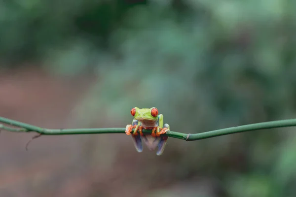 Uma Foto Close Sapo Olhos Vermelhos Bonito — Fotografia de Stock