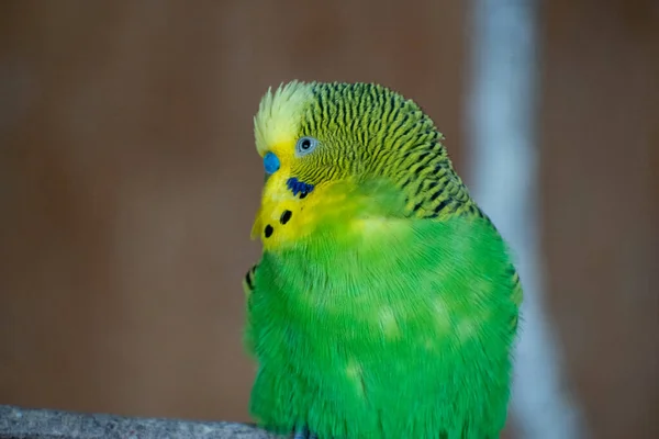 Primer Plano Loro Budgie Verde Con Rayas Amarillas Negras Espalda —  Fotos de Stock